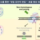포식