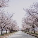 도림로 이미지