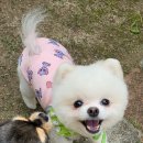 밥이보약 이미지