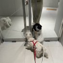 반자주 엘시티점 | [Premium Pet Lounge] 해운대 LCT 반자주 Banjaju / iCANDOR 딩글딩글백 찐후기