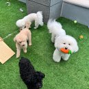 파브 퍼피 이미지