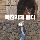 윤기목장 | 제주 목장카페 밭디 아이랑 성산승마 체험 가능한 여행지