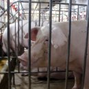 사산축산 이미지