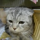 퍼피동물병원 이미지