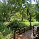 야생화단지내 이미지