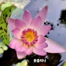 수련 이미지