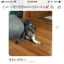 슈가멜로우 이미지