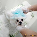 누렁이도 찰스로 애견샵 이미지