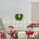 불도유치원 | 천안 청당동 애견유치원, 스튜디오 대관, 공간대여 코지랜드