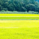 황금이삭 이미지