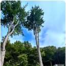 수종목장 이미지