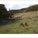 혼저옵서멍 이미지