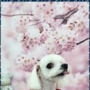 예쁘개 반려견미용샵 이미지