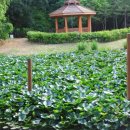 구갈레스피아_M 이미지