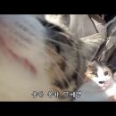 응카 이미지