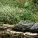 전국야생화전시회 이미지