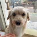 애견샵 컬리독 이미지