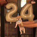 정은빌라 | | 당진 | 충남 풀빌라 애견동반 독채 숙소 생일파티 후기 할인 꿀팁 - 경복궁한옥스테이
