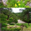 소나무정원 이미지