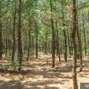 바다와소나무 이미지