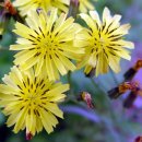 옛날의그집 이미지