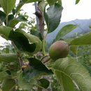 선녀농장 이미지