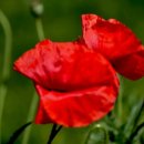 상동호수공원 이미지