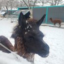 행여나목장 이미지