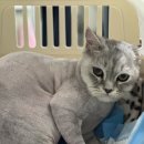 고양이미용연구소 이미지