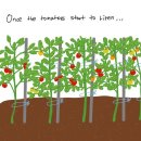 영어만화 Tomato 🍅 (토마토) 이미지