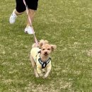 예가애견 이미지