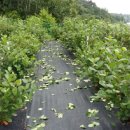 고리봉농장 이미지