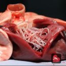 강남동물메디컬센터 이미지