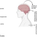 Re: L-serine(FDA 승인) --＞ 글리신 대사.. neuroprotection 탐구!! 이미지