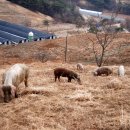 송조농원 이미지