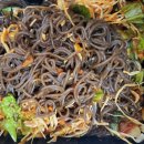 신도림 족발 맛집 화영족 포장 후기