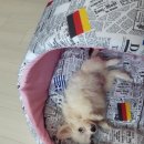 블럭비즈몬 이미지