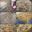 [무료배송] 생뿌리 어성초 발모팩, 어자녹 천연 한방 샴푸 (탈모 개선, 머리숱 증가, 두피 가려움 염증 제거) 이미지