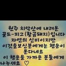 골드피그 이미지