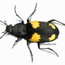 털보산장 이미지