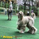 퍼피프린스 이미지