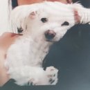 coco puppy 이미지