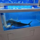 일발장전 | 마산 대방어 맛집? 댓거리 어판장 해운점 내돈내산 방문 후기