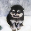 빵실빵실 이미지