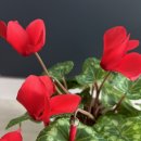 사랑의꽃집 이미지