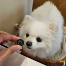 나이스빌 | 잠실 애견동반 카페 디저트가 맛있는 머머