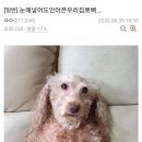뽀삐 이미지