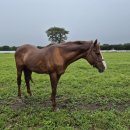 연학목장 이미지