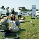 퍼피랜드 이미지