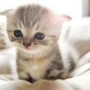 365동물병원 분당점 이미지